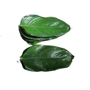 广西粽叶大号新鲜冬叶包粽子叶新鲜粽叶现摘现发40张包邮送粽绳