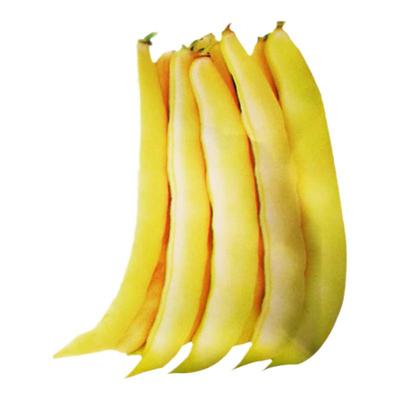 黄金钩油豆豆角种子东北勾架芸豆