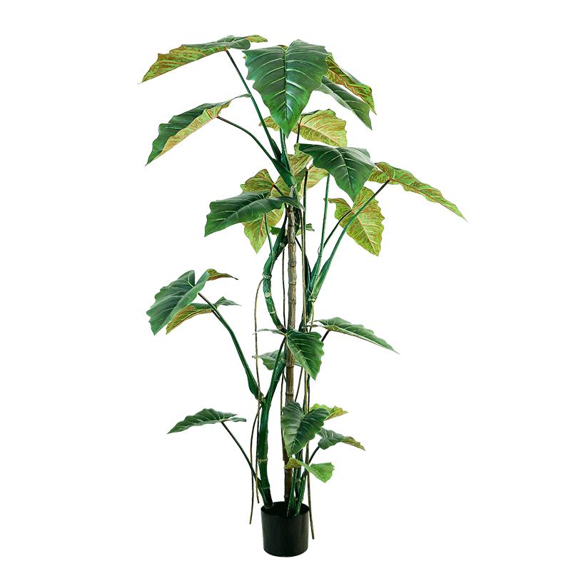 大型彩虹树盆景野芋叶植物龟背竹
