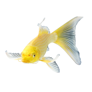 锦鲤鱼活体红白三色黄金丹顶昭和辉龙秋翠观赏冷水小锦鲤鱼苗