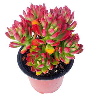 水培植物多肉小盆栽吉娃娃黄丽红宝石室内绿植高端多肉组合花卉