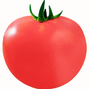 老品种毛粉红番茄大西红柿种子种籽孑庭院蔬菜盆栽农家四季高产苗