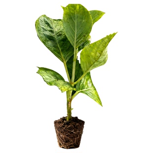 绣球花苗10颗多年生木本花卉四季开花阳台庭院种植盆景耐寒耐热