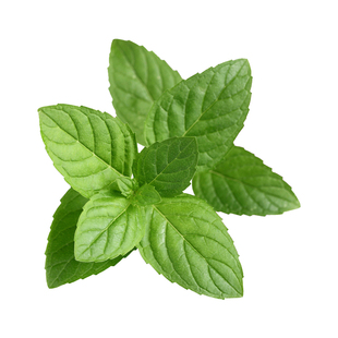 食用薄荷苗四季盆栽香草留兰香胡椒迷迭香苗九层塔罗勒阳台秧子籽