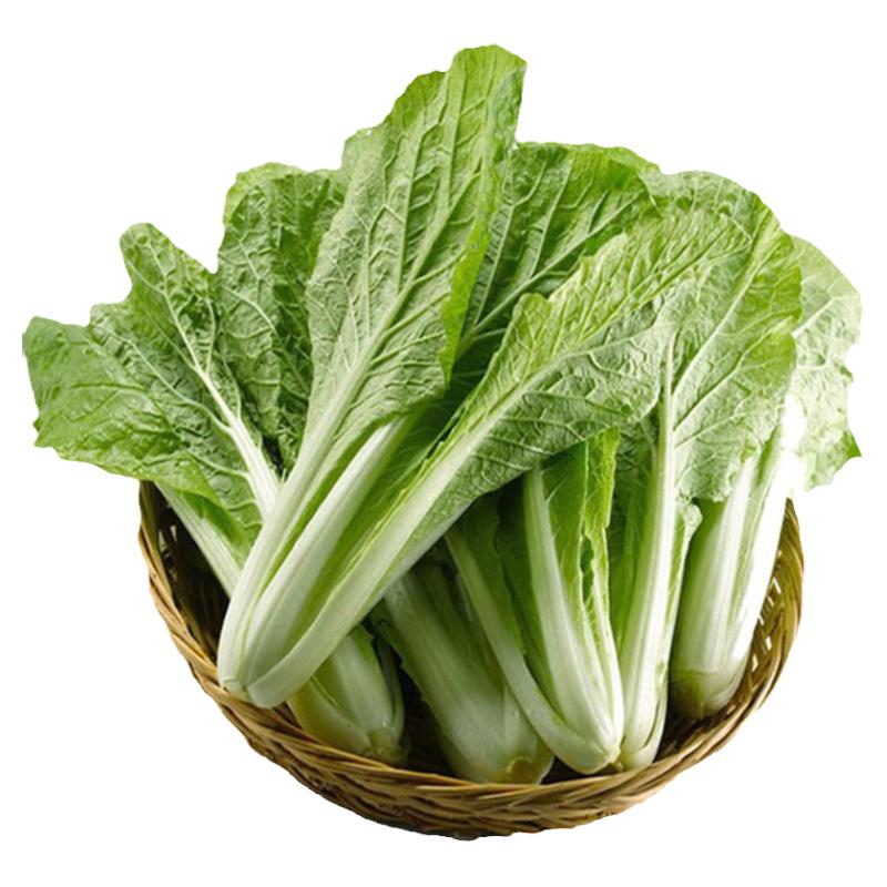 四季速生小白菜种子蔬菜种籽早熟小青菜阳台盆栽奶油快菜
