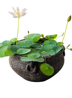 种籽花卉种子水培植物碗莲四季