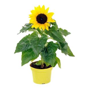 金色向日葵种子高产食葵葵花大清花大花盘结子多高产易种厂家原装