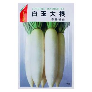 日本白玉大根白萝卜种子种孑白萝卜种籽四季秋季菜籽种蔬菜甜脆秋