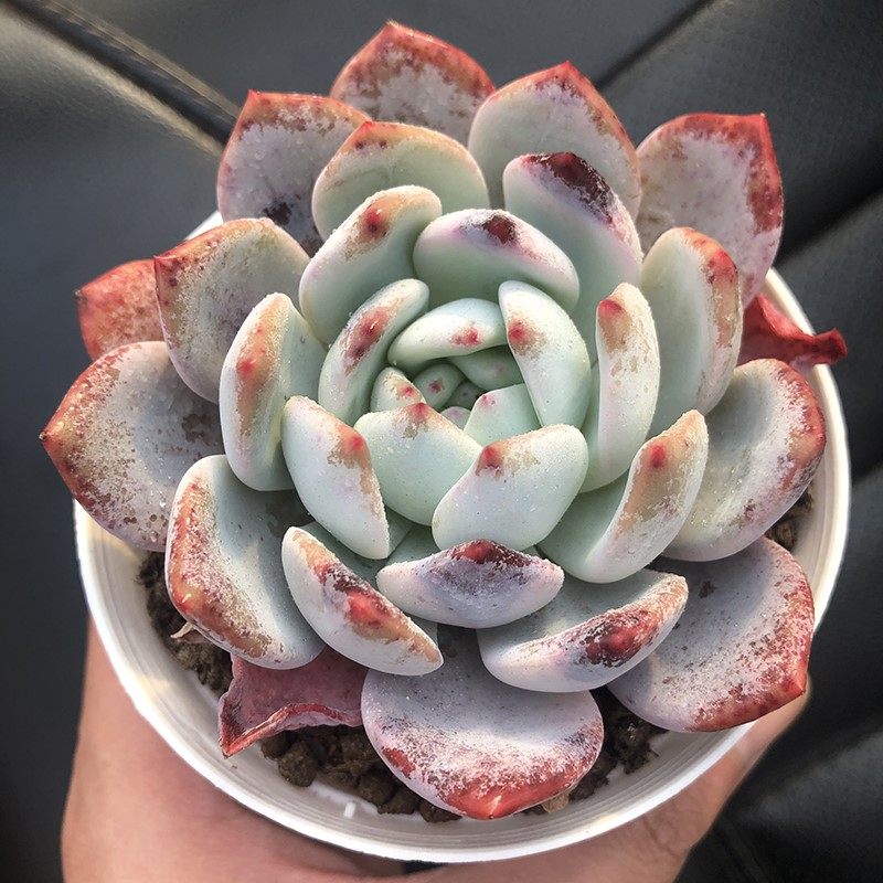 橙梦露单头双头群生精控橙子缀化厚叶正版粉白底多肉植物热门品种