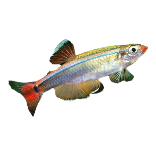 白云金丝鱼爆缸原生鱼不加温冷水鱼低温好养易活金鱼小型灯科鱼