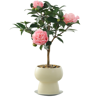 香妃山茶花盆栽带花苞客厅办公室内植物懒人好养花卉工位绿植开花