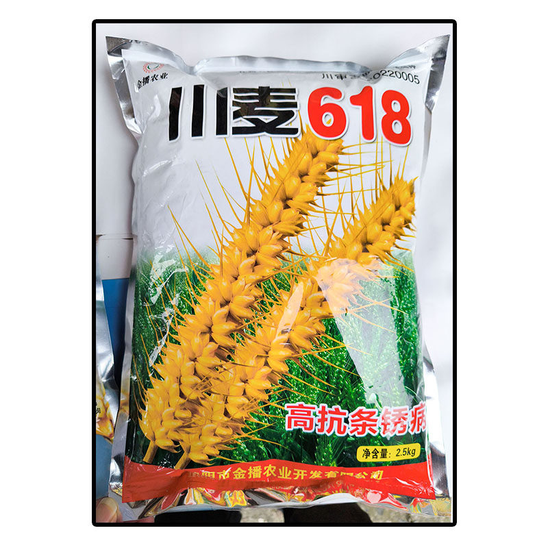 川麦618原袋装小麦子种子白粒