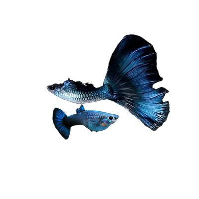 冰蓝孔雀精品小型观赏鱼配对发货