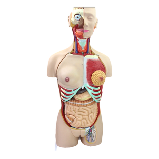 ENOVO颐诺85CM人体器官系统解剖模型医学躯干内脏模型胸外科解剖结构教学脏腑器官中医健康生命科学上海标本