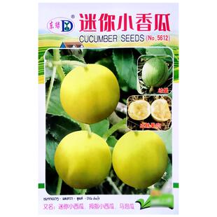 迷你香瓜种子野生马泡瓜野果种籽拇指小甜瓜庭院阳台盆栽马宝蛋瓜