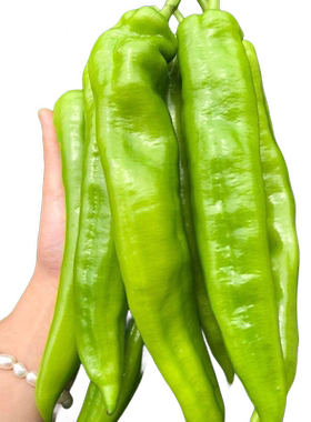薄皮辣椒苗四季南方种植菜苗