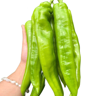 薄皮辣椒苗秧苗线椒种籽螺丝杭椒种子南方种植春季蔬菜苗种孑大全