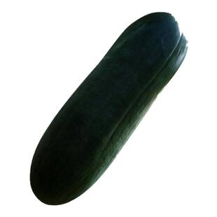 老品种黑皮大冬瓜苗冬瓜苗绿春小冬瓜苗串铃冬瓜苗苗秧带土发货