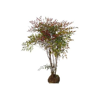 绿化绿植南天竹沁人心脾的味道