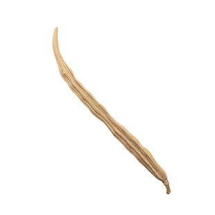 辣木种荚天然植物种子果实装饰小众标本科普自然植物桌面摆件荚果