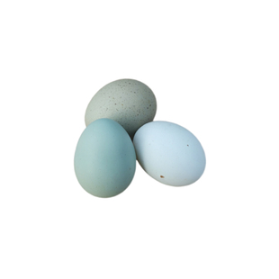 芦丁鸡种蛋受精可孵化蛋活苗全色系宠物观赏鸡蛋孵化当天下受精卵