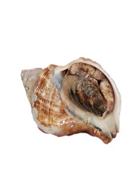 大连青岛特大海捕鲜活海螺500g