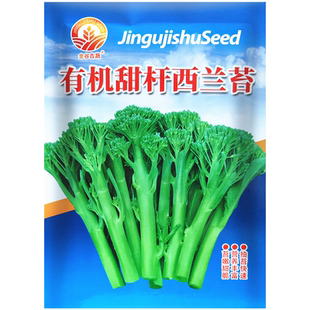 西兰花菜苔种子 有机甜杆西兰花苔 多次采收西兰花苗蔬菜种籽 5克
