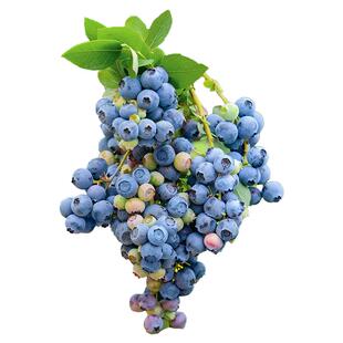 海蒂的花园旗舰店蓝莓苗南方北方庭院盆栽水果苗阳台绿植海妈家