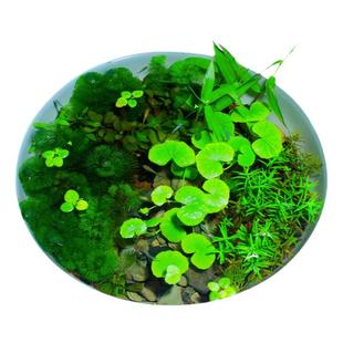 古法造景水草植物套餐懒人养鱼净化水质绿菊浮萍一叶莲原生态水陆