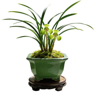 【春兰新宋梅】兰花苗名贵窗台盆栽花卉植物室内兰草国兰浓香细叶