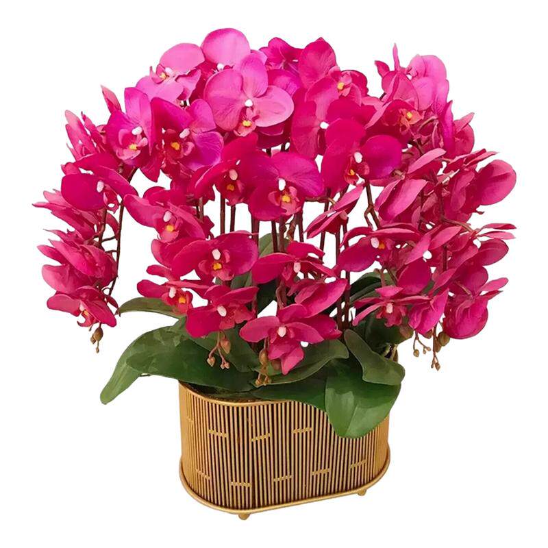 蝴蝶兰大苗带花剑带花苞盆栽兰花大苗客厅室内植物花卉四季好养活