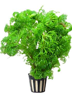 小宝塔水草鱼缸造景阴性植物