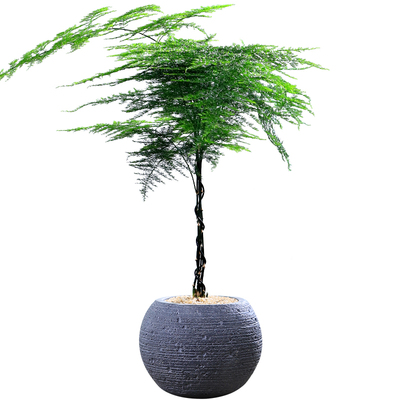 造型文竹办公室四季好养活