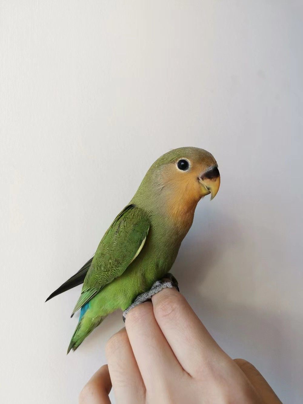 限量手养牡丹鹦鹉活鸟雏鸟高纯紫罗兰幼小鸟会说话宠物亲人好喂养