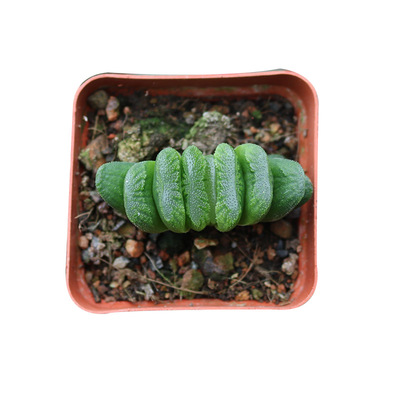 十二卷配盆好养活易度桌面玉扇