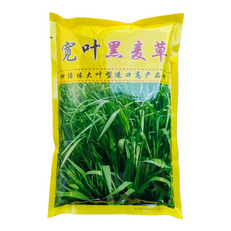 黑麦草种子 进口一年生四倍体高产宽叶型冷季牧草籽 适口好 包邮