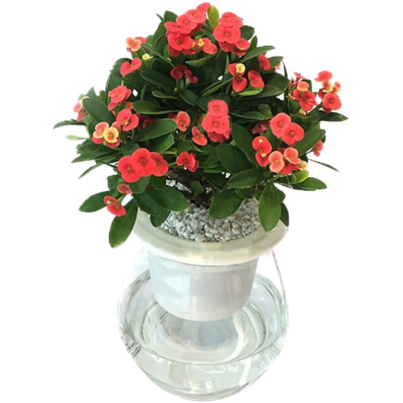 栀子花铁海棠植物盆栽
