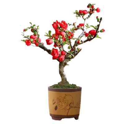 日本原生长寿冠海棠花