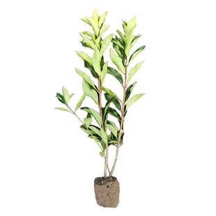 法国冬青树苗庭院常绿围栏墙绿篱笆栅栏隔离围挡大叶冬青树珊瑚树