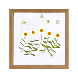 植物标本相框剪纸画框干花双面透明玻璃树叶标本框摆台压花展示框