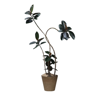 大型造型橡皮树观叶绿植蔷薇之光