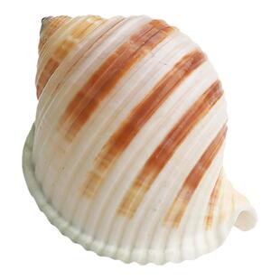 【螺贝艺】天然贝壳大海螺琴螺卷贝鱼繁殖壳多肉花盆鱼缸装饰品