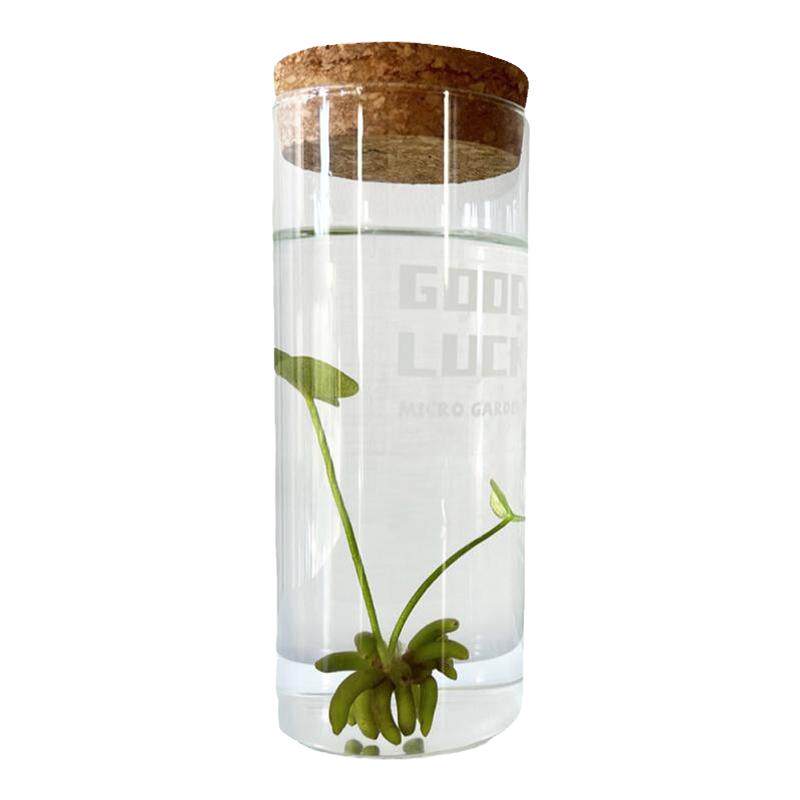 MICROGARDEN香蕉草生态瓶正能量