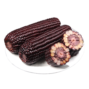 黑玉米2025年新鲜糯玉米真空装包装袋黏粘甜玉米碴子低脂粗粮年货