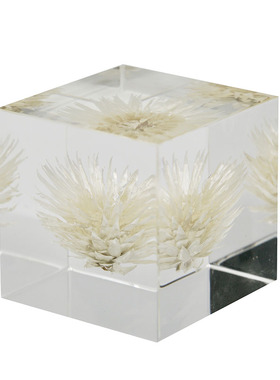植物标本亚克力桌面摆件送礼