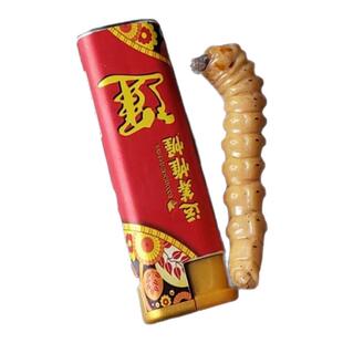 麻记斗米虫/浙江[野生活体]斗米虫/倒督黄狼虫/黄寮狼虫/云实蛀虫