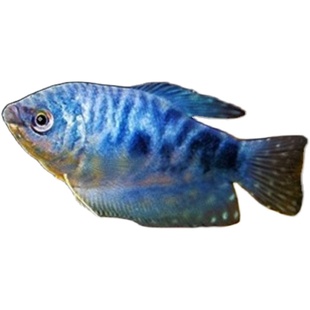 蓝曼龙 黄曼龙鱼 曼龙鱼热带鱼观赏鱼 水族活体宠物鱼 淡水活体鱼