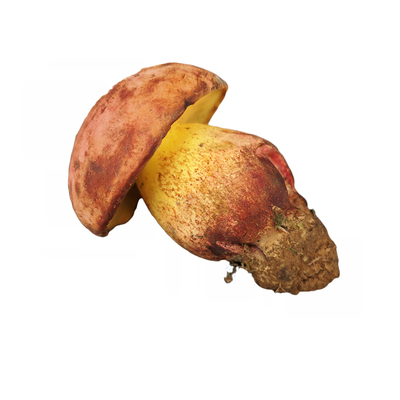 新鲜见手青牛肝菌云南野生红葱菌