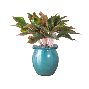 大盆万年红盆栽花卉室内植物花客厅桌面吉利红绿植易养活四季盆景