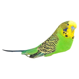 鸟窝垫料椰丝鸟巢鹦鹉窝草丝虎皮牡丹玄凤冬季保暖繁殖箱鹦鹉过冬